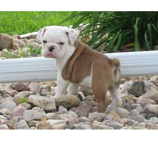bulldog puppies for adoption. English ulldog puppies for