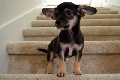 Adorable Black ACA Chihuahua Male Puppy