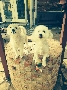 Very Sweet Brothers - Free to good home (dogs) LOL